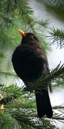 Blackbird (Turdus merula)